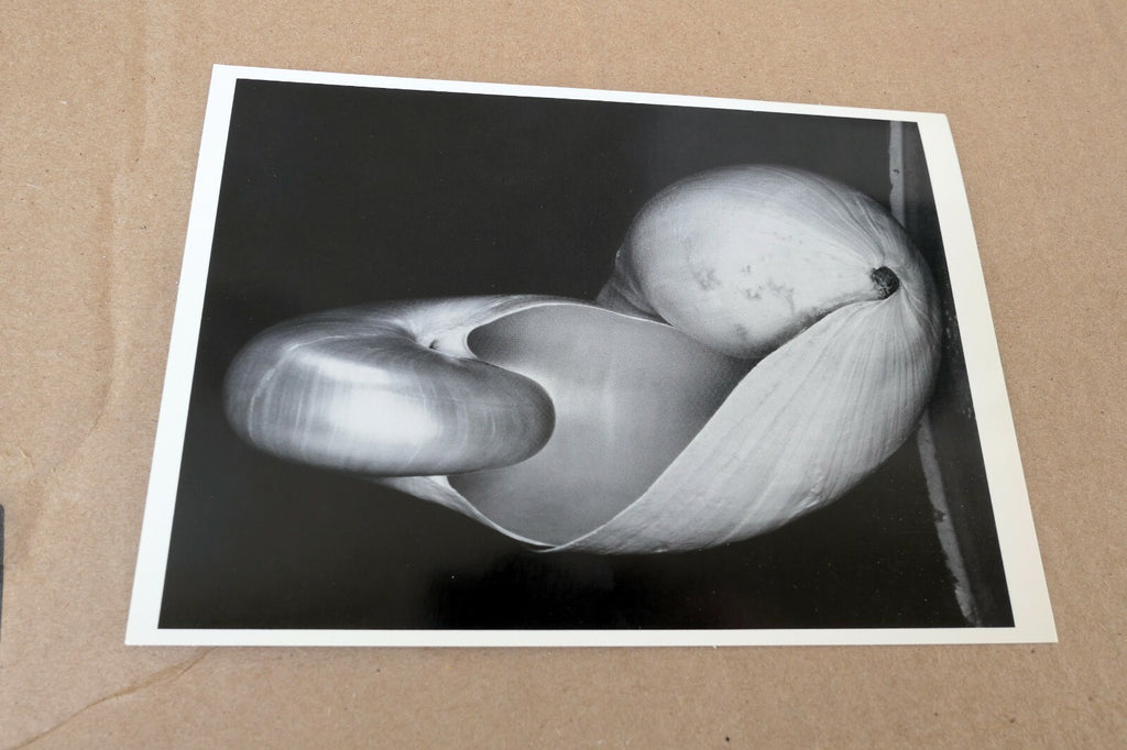 Shells 1927 14-S Photograph by Edward Weston POSTCARD vintage unposted EW-2