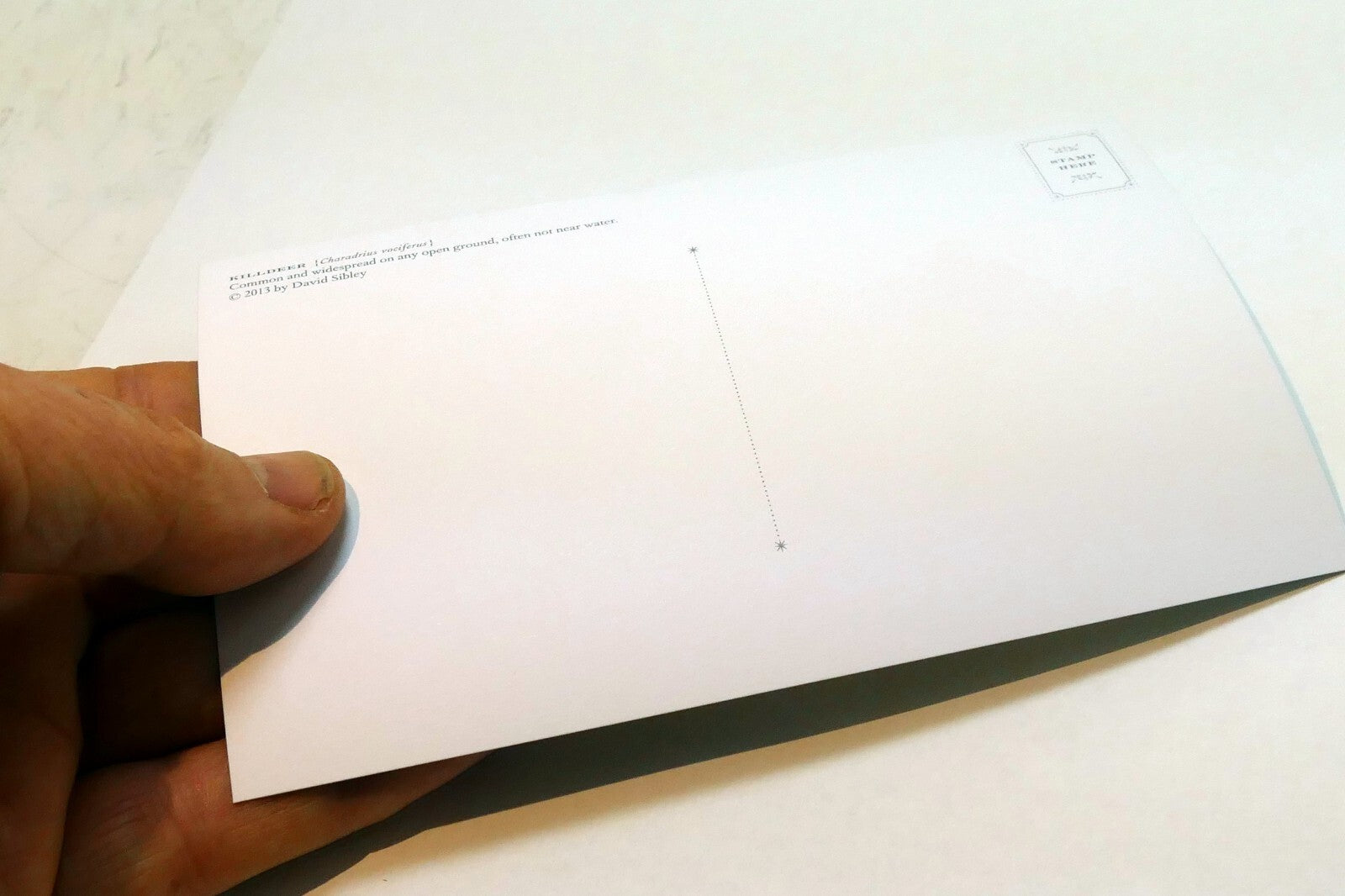 Killdeer Shorebird Postcard Bird by David Sibley - unposted , new