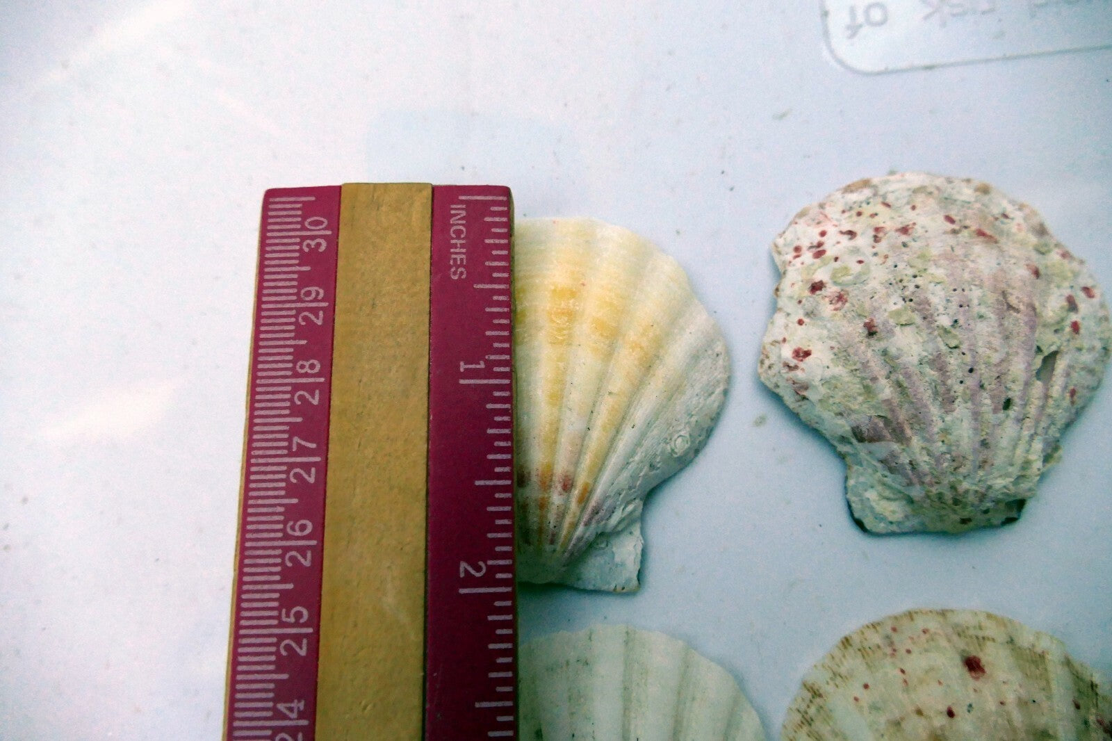 Clam Seashell Cockle Oyster Mussel SEA SHELL beach aquarium decor 2x2" small