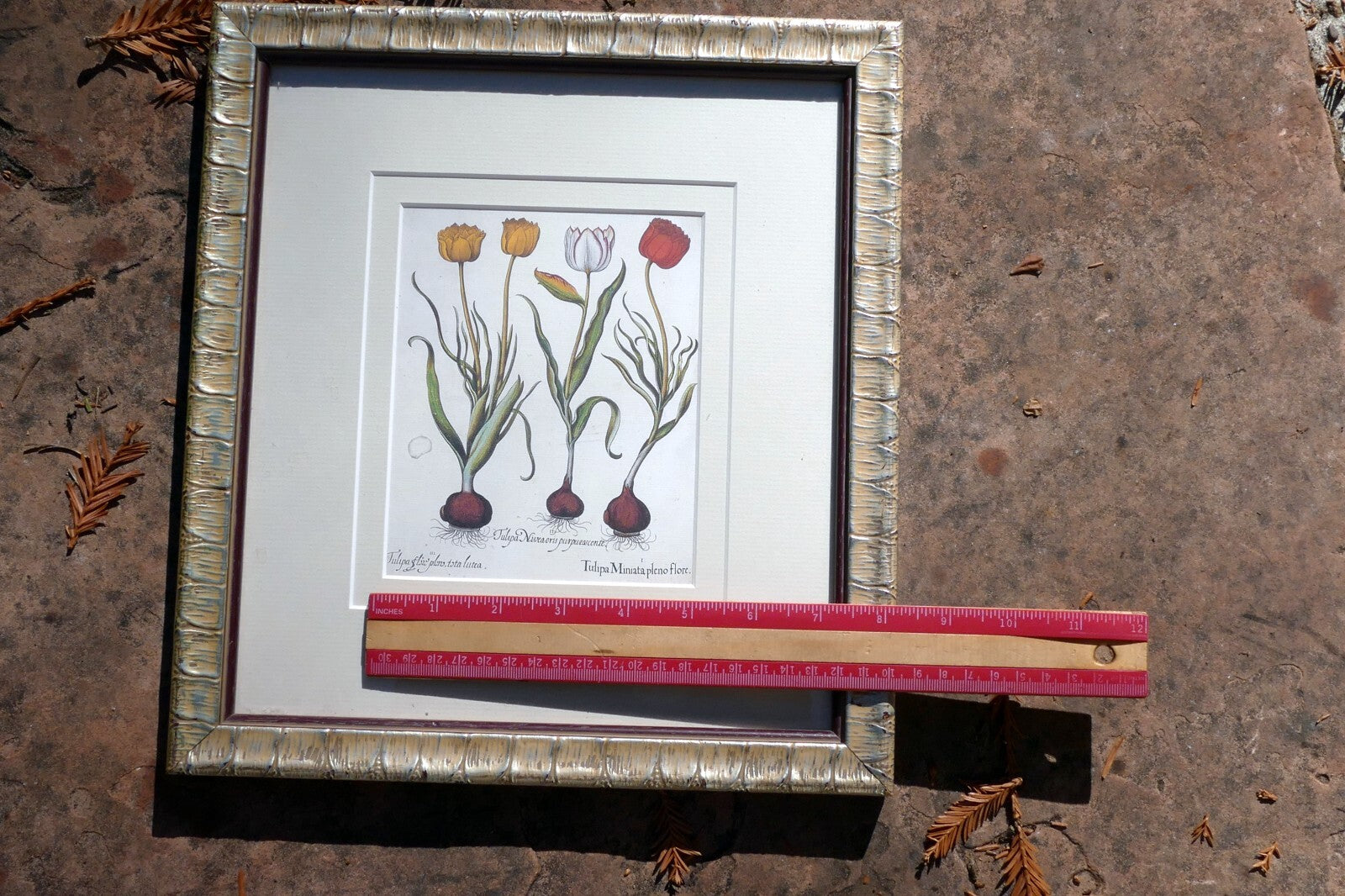 Basilius Besler TULIPA MINIATA PLENO FLORE FRAMED MATTED ART PRINT Tulip