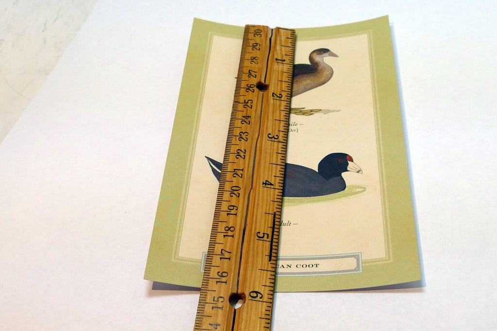 American Coot USA  Postcard Bird by David Sibley - unposted , new