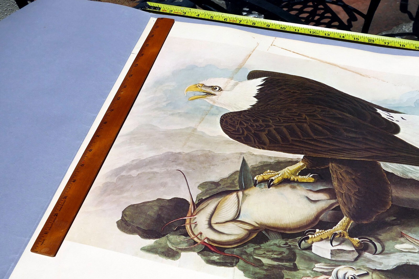1966 Audubon Print  Bald Eagle plate 14, bird print poster 20X26"