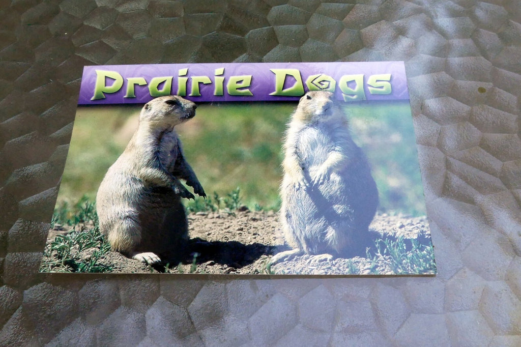 Praire Dogs  Scenic Selections  Postcard