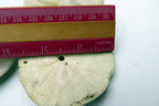 Sand dollar Shell 2.5" pacific Ocean large California beach aquarium decor 