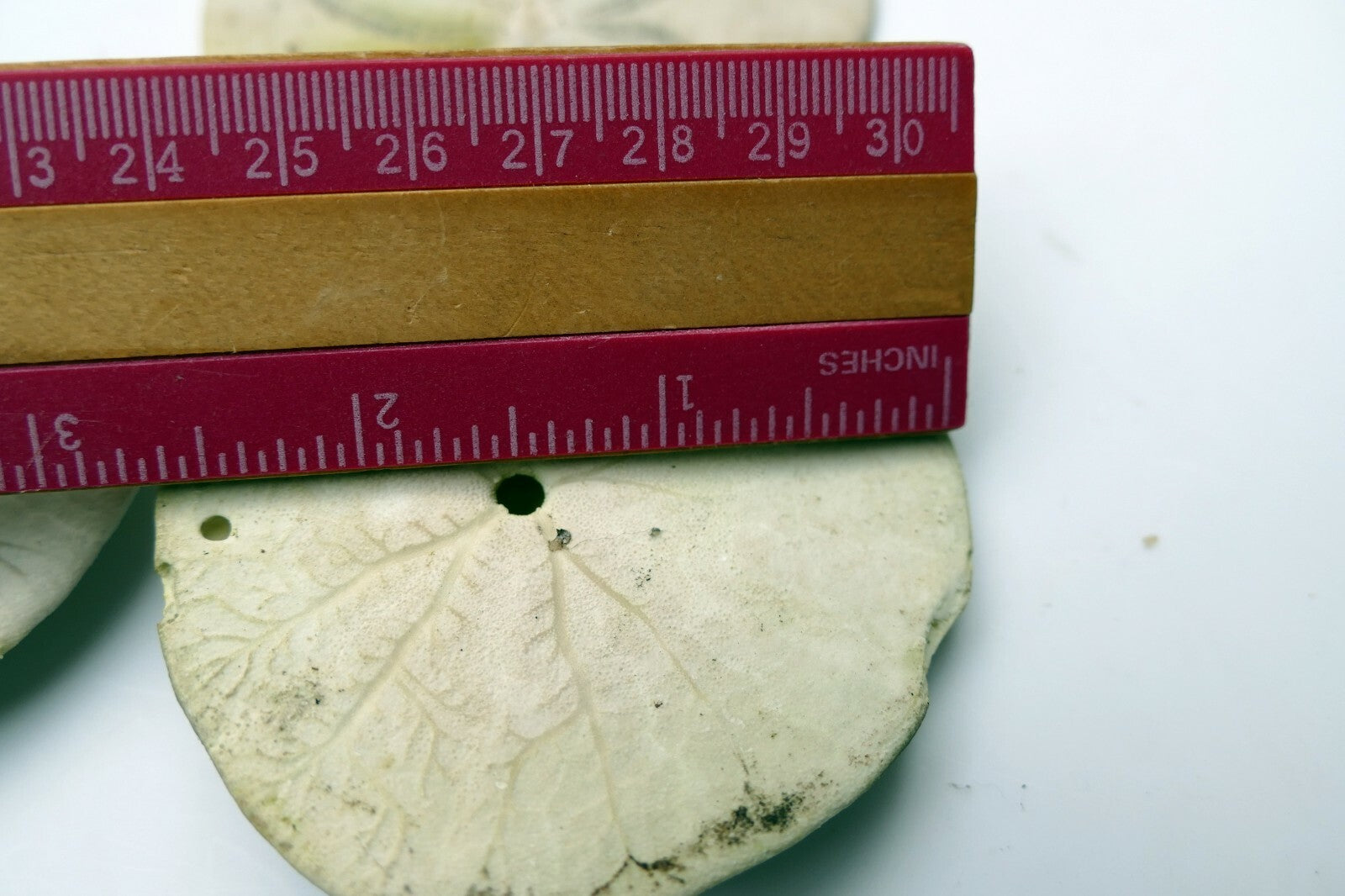 Sand dollar Shell 2.5" pacific Ocean large California beach aquarium decor 