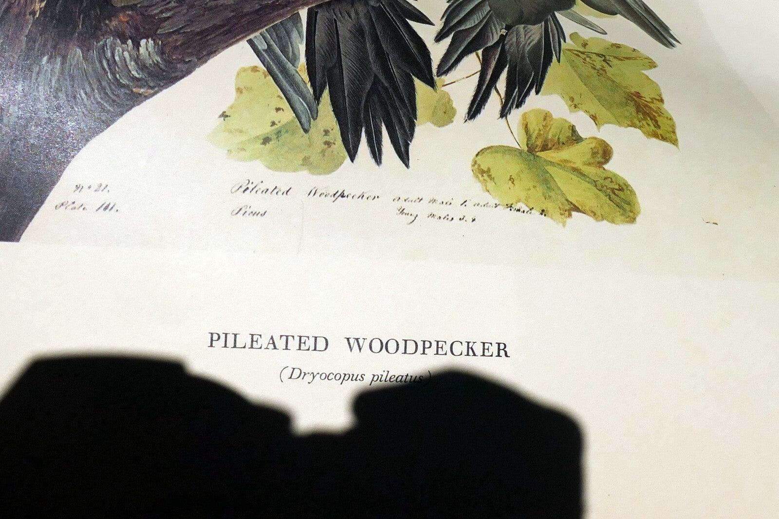 1966 Audubon Print  Pileated Woodpecker plate 111, bird print 15X20" medium