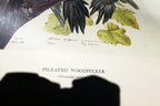 1966 Audubon Print  Pileated Woodpecker plate 111, bird print 15X20" medium
