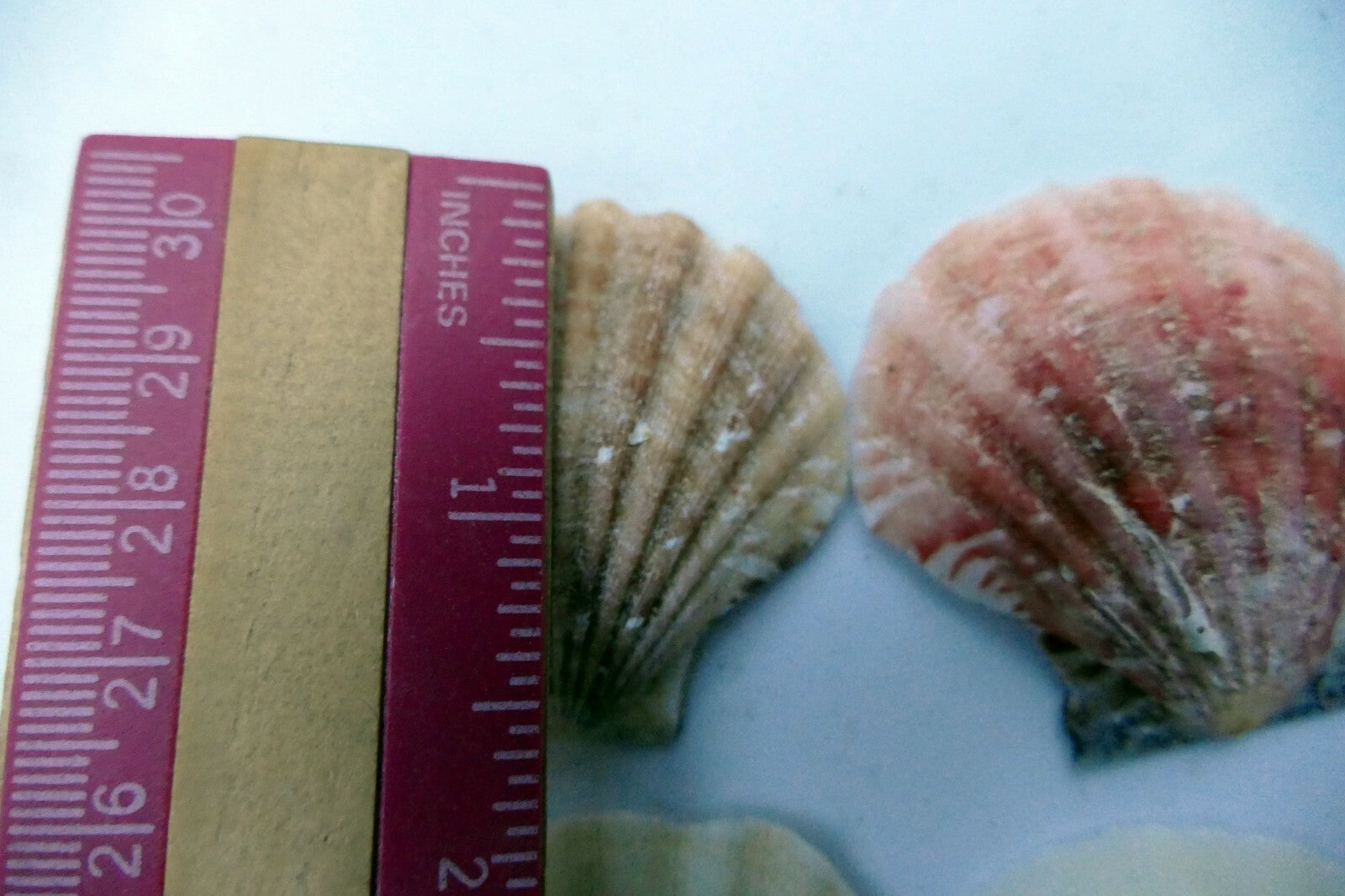 Clam Seashell Cockle Oyster Mussel SEA SHELL beach aquarium decor 1.8X1.5" small