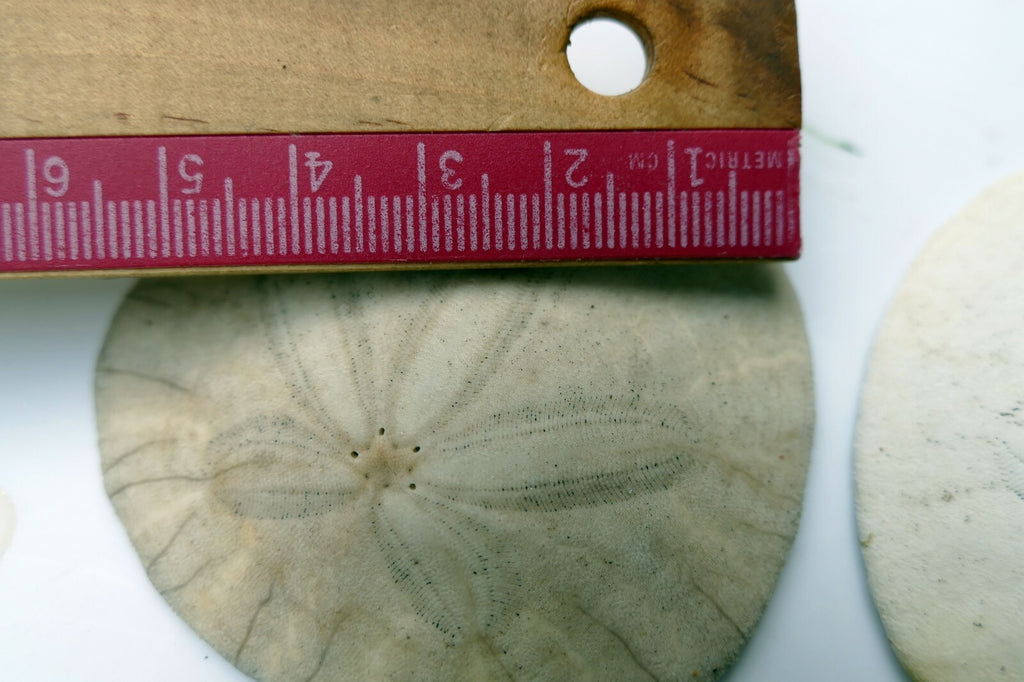 Sand dollar Shell 2.2-2.5" pacific Ocean California beach aquarium decor 