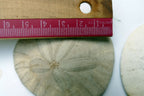 Sand dollar Shell 2.2-2.5" pacific Ocean California beach aquarium decor 