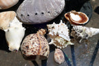 12oz  lot of Ocean Shell Seashell Abalone California San Francisco for Fish Tank
