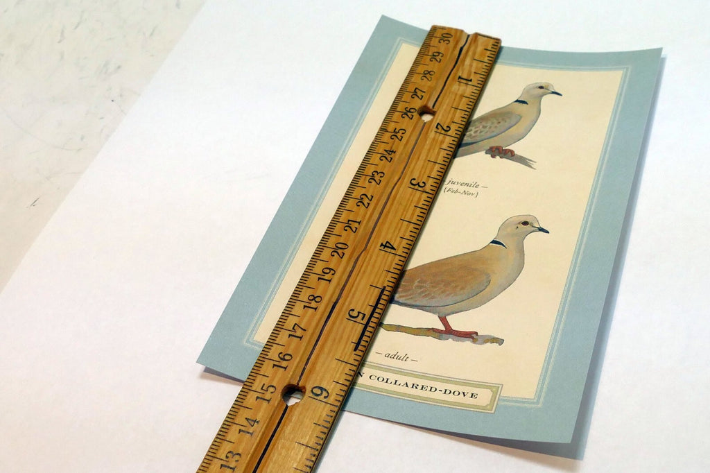 Eurasian Collared Dove Postcard Bird by David Sibley - unposted , new