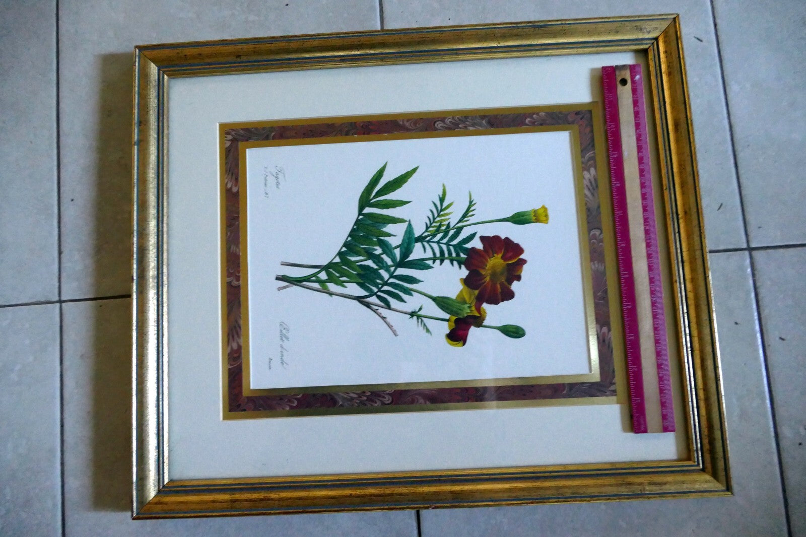Pierre Joseph Redouté Botanical Double Matted Framed Art oeillet d'inde bessin