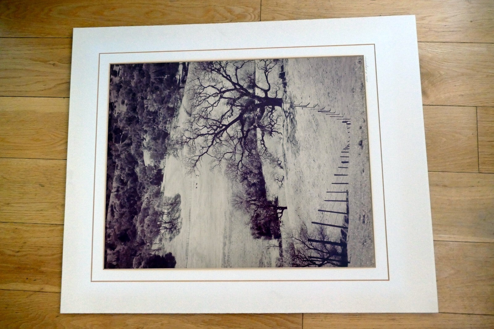 18X22" photo Landscape Nature golden hills with cows Palo Alto California signed