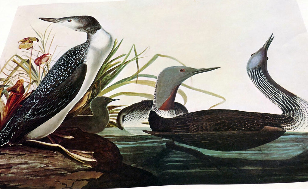 1966 Audubon Print  Red-Throoated Loon plate 132, bird print poster 20X26"