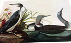 1966 Audubon Print  Red-Throoated Loon plate 132, bird print poster 20X26"