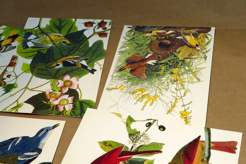 Songbirds John James Audubon Postcard Postcard unposted set of 5 lot