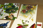Songbirds John James Audubon Postcard Postcard unposted set of 5 lot