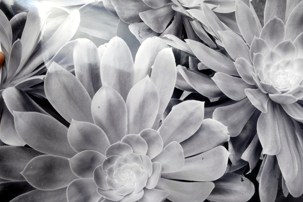 Succulent flower 11x14" black & white picture photo san francisco usa