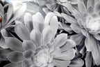 Succulent flower 11x14" black & white picture photo san francisco usa