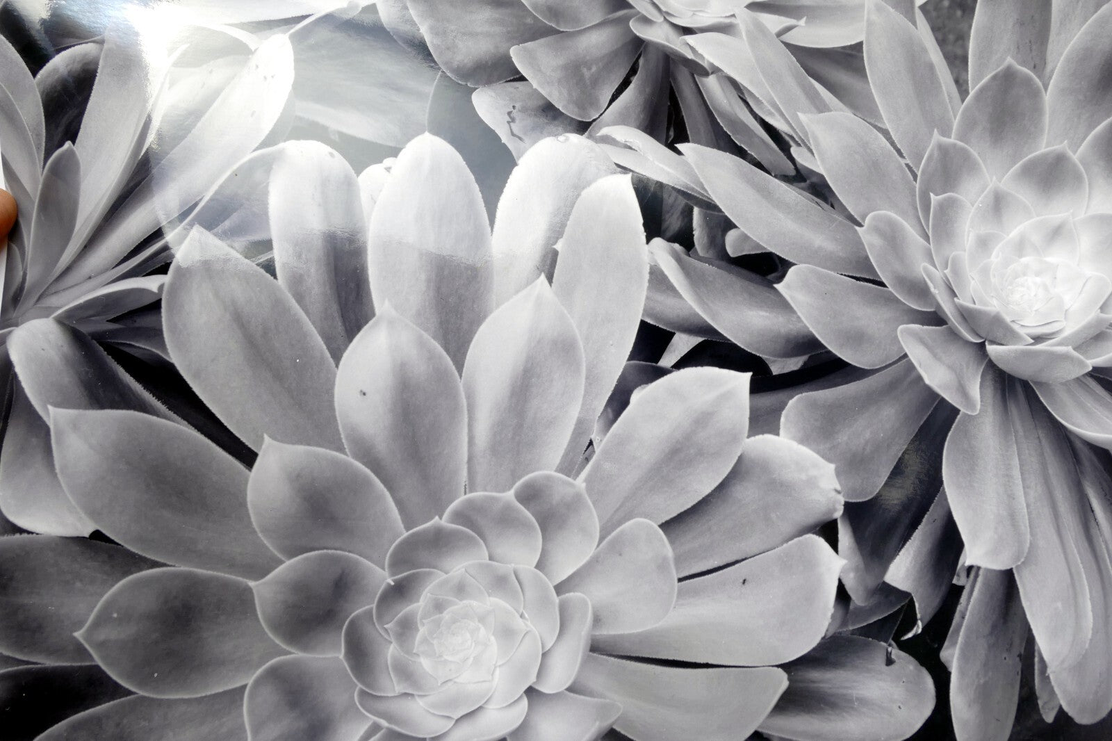 Succulent flower 11x14" black & white picture photo san francisco usa