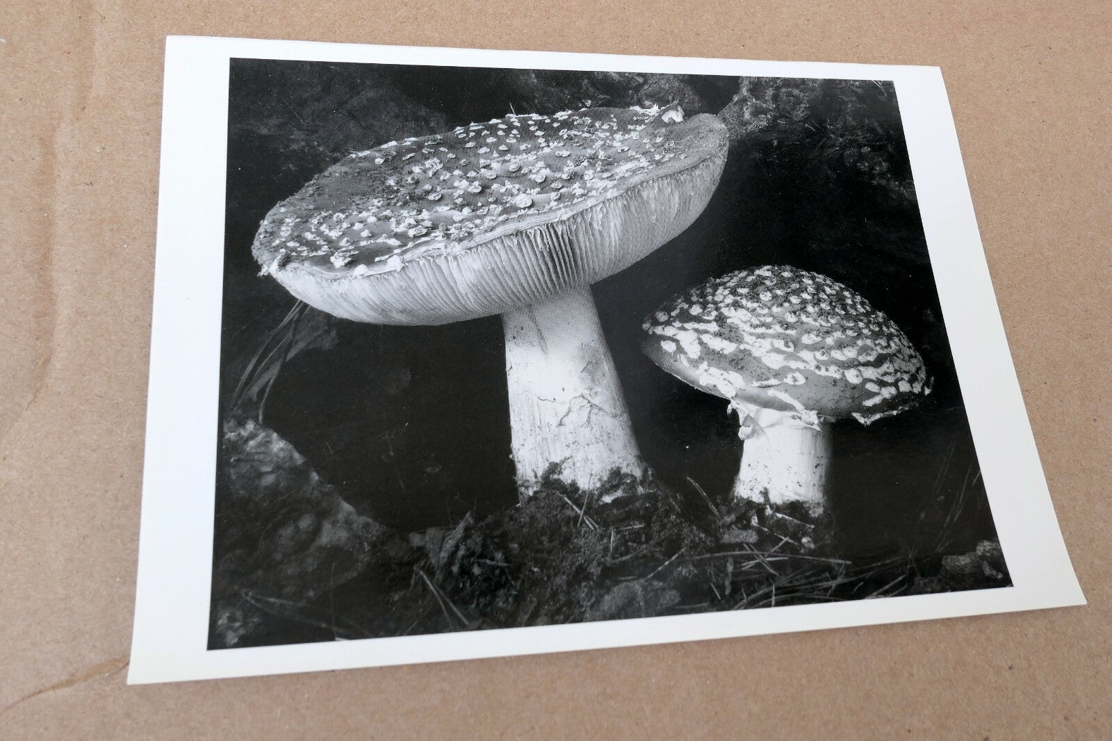 Toadstool 1934  9-FU Photograph by Edward Weston greeting card W-002-75