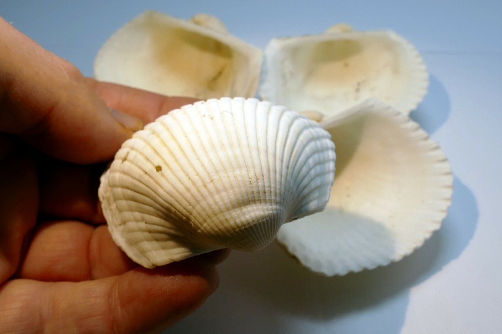 White Ark Shell Seashell beach decor clam large 2.5X2.5" clam cockle sea