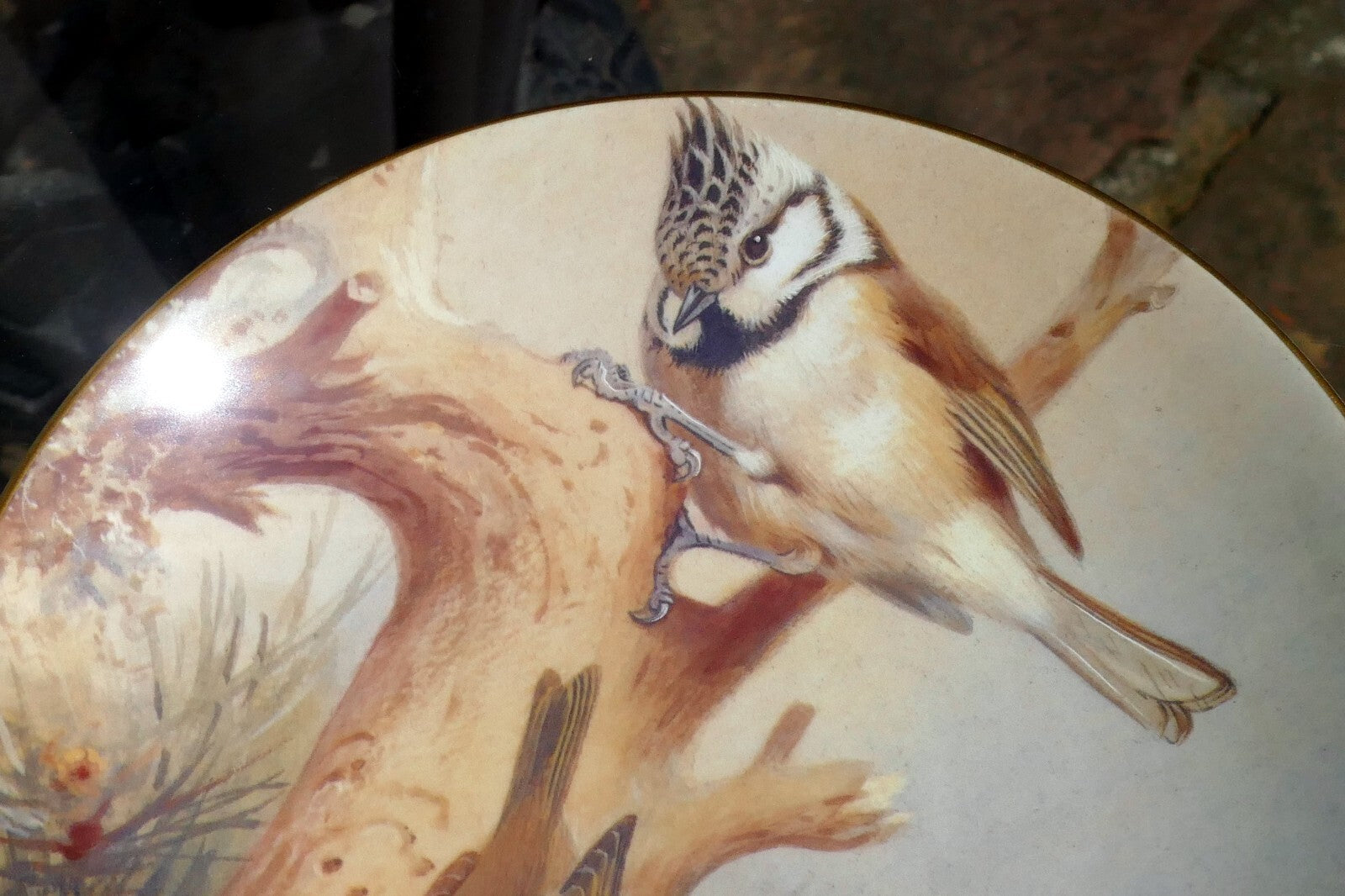 Coalport BIRD PLATE 8" 20cm England Goldcrest Firecrest Titmouse Thornburn's gar