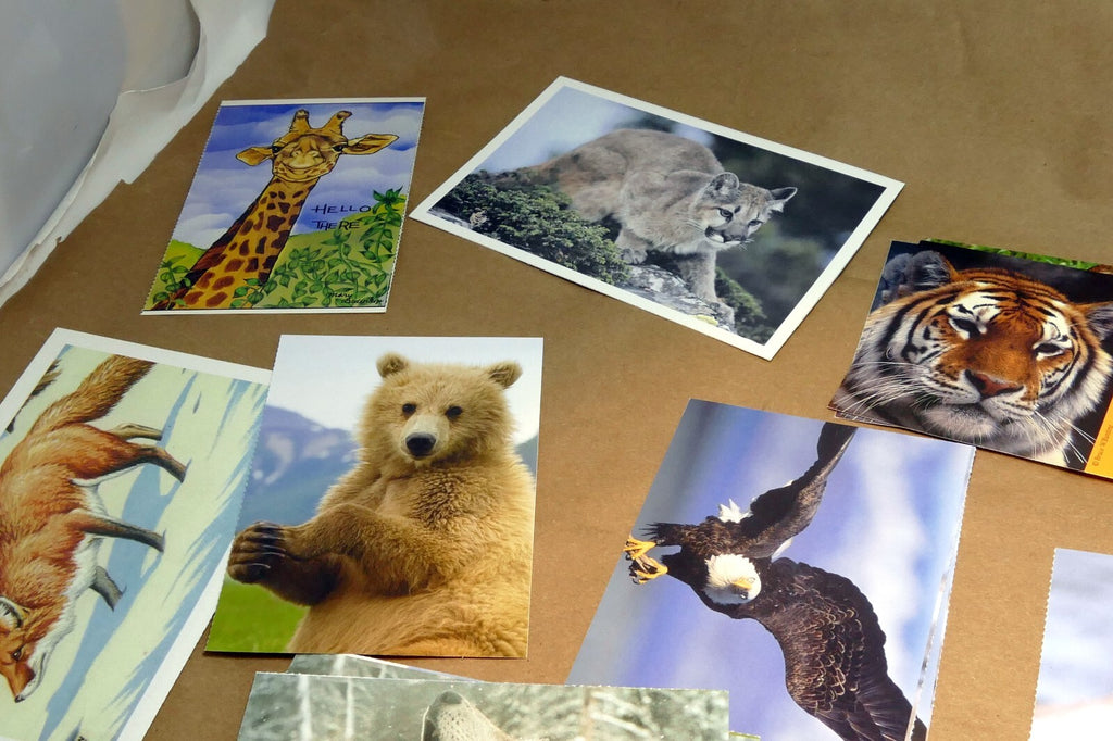 Animal Cats Wolves Fox Postcard Postcard unposted set of 10 lot wildlife USA