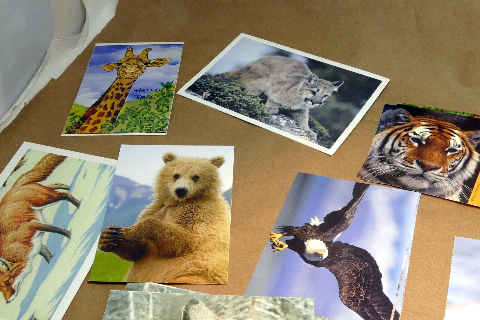 Animal Cats Wolves Fox Postcard Postcard unposted set of 10 lot wildlife USA