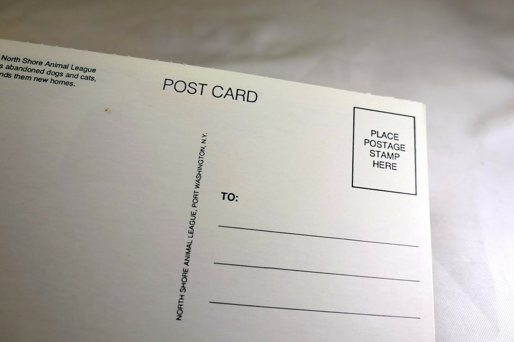 Get Well Postcard Animal Shelter North Shore League Child and Dog on Beach Sunny