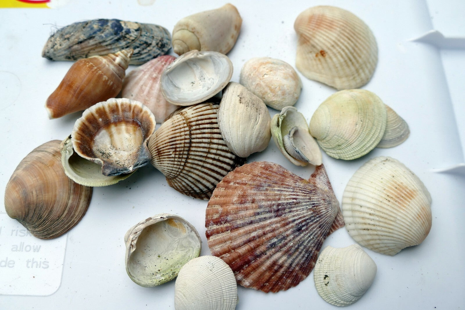Mixed Bag Shells clam pacific Ocean 6.4oz bag for aquarium Venus clam spiral