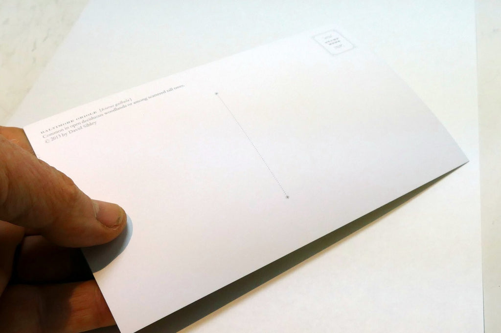 Baltimore Oriole Postcard Bird by David Sibley - unposted , new