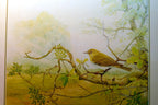 Bird placemat mat 7x8" by m. spencer birds   vintage