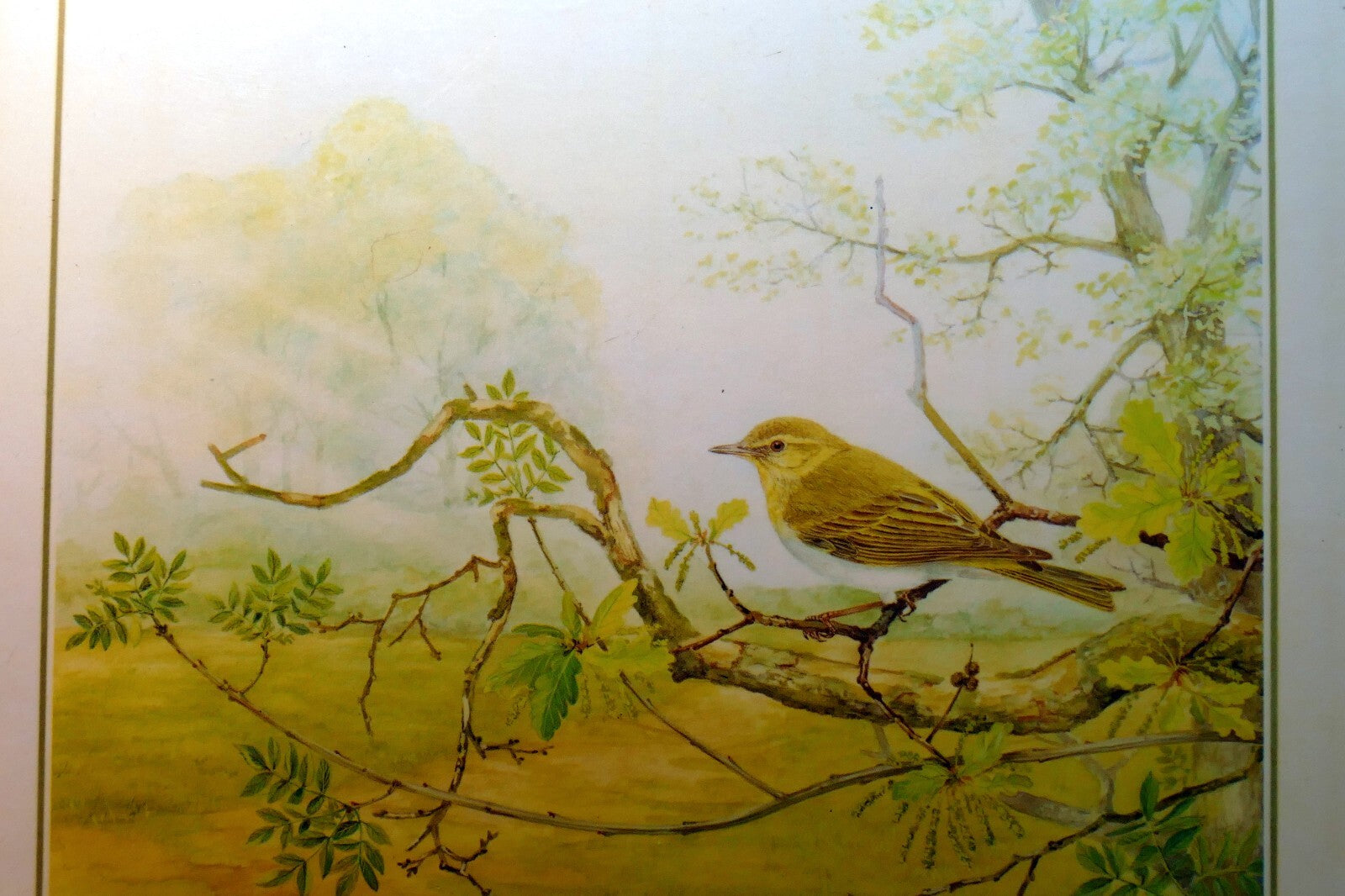 Bird placemat mat 7x8" by m. spencer birds   vintage