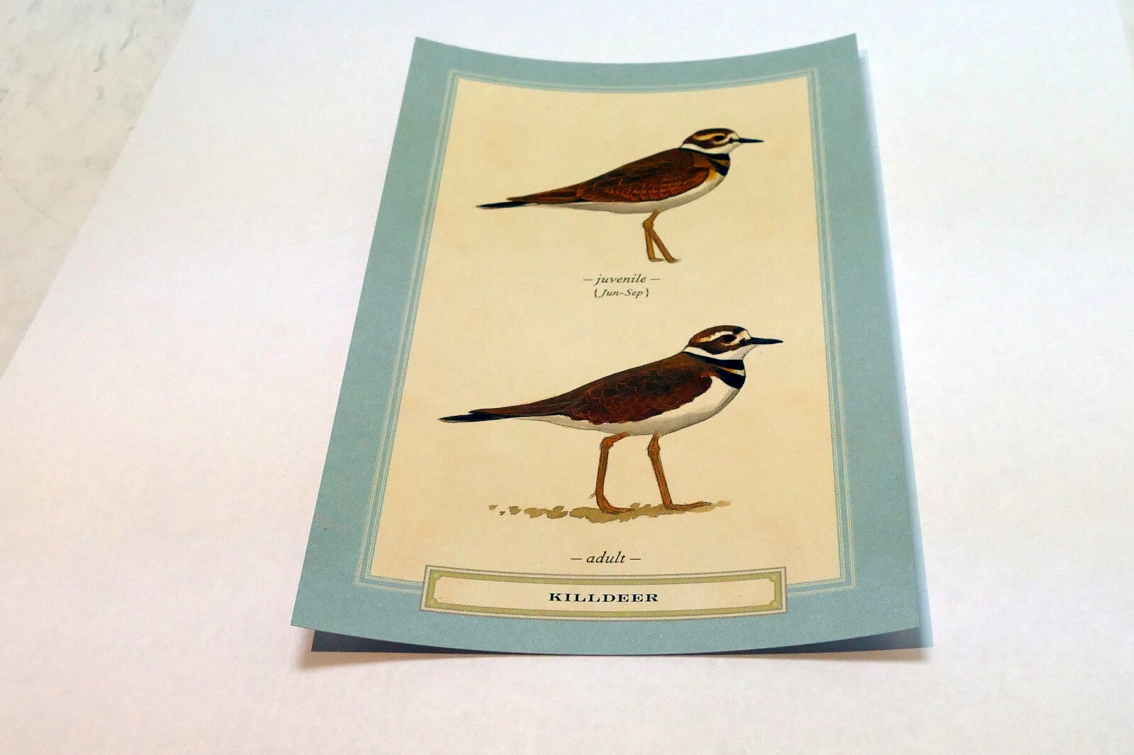 Killdeer Shorebird Postcard Bird by David Sibley - unposted , new