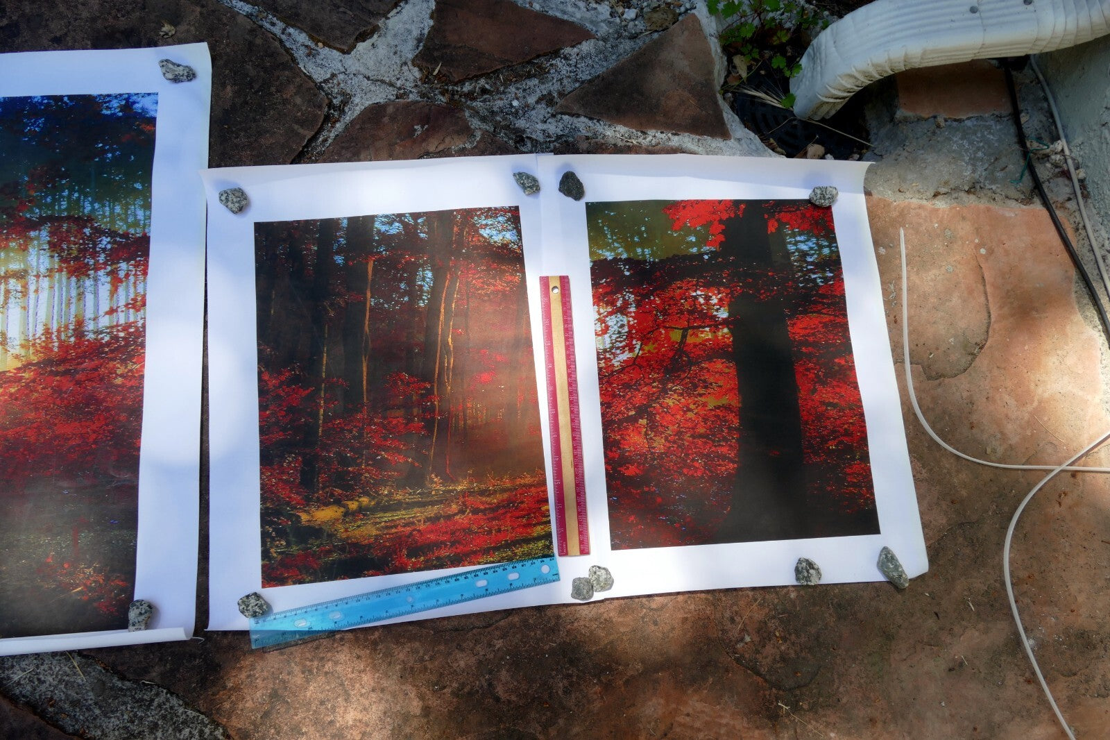 5 Piece Forest print 20" 24" 36" foggy fall foliage morning sun rising wall art