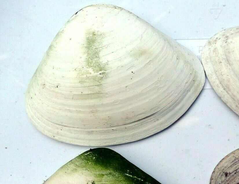 One clam shell 4.8"x4" seashell from ocean large sea beach aquarium decor