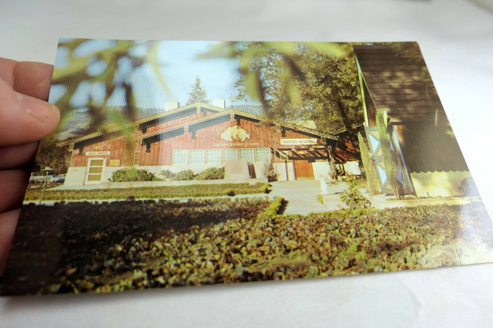 Italian Swiss Colony Wine Tasting Room California USA Postcard 1970's