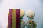 Clam Seashell Cockle Oyster Mussel SEA SHELL beach aquarium decor 1X1" small
