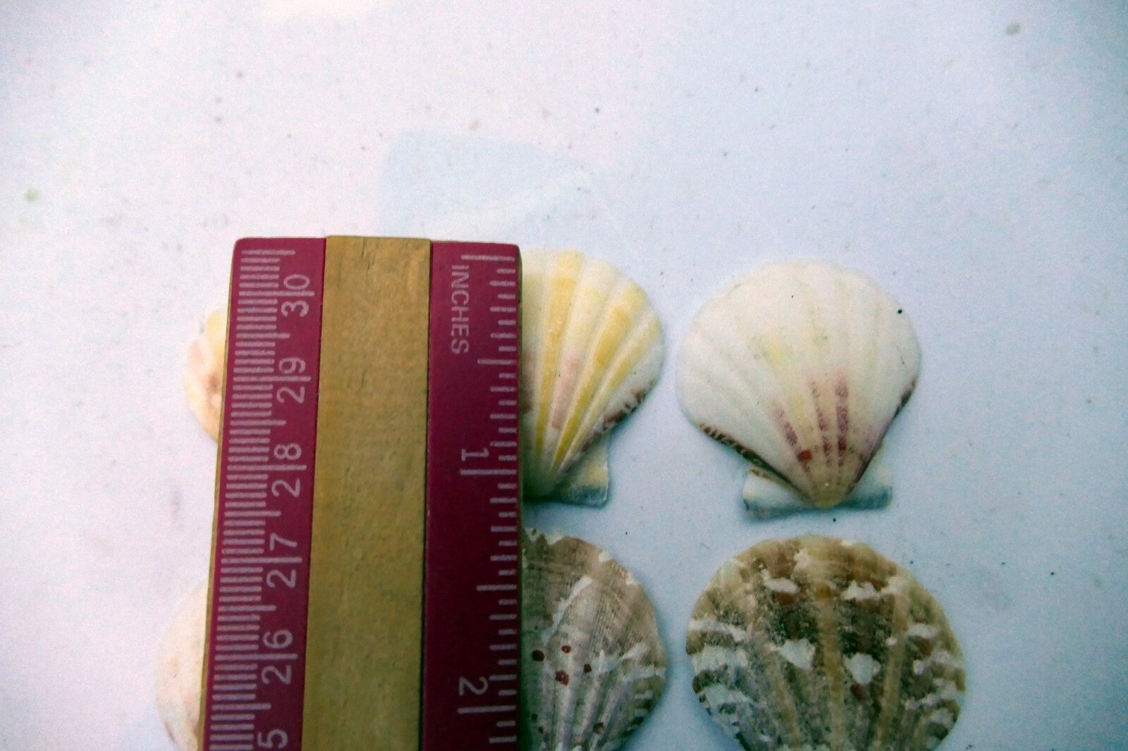 Clam Seashell Cockle Oyster Mussel SEA SHELL beach aquarium decor 1X1" small