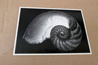 Shells 1927 2-S Photograph by Edward Weston POSTCARD vintage EW-7