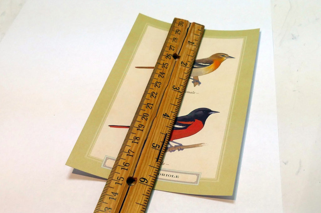 Baltimore Oriole Postcard Bird by David Sibley - unposted , new