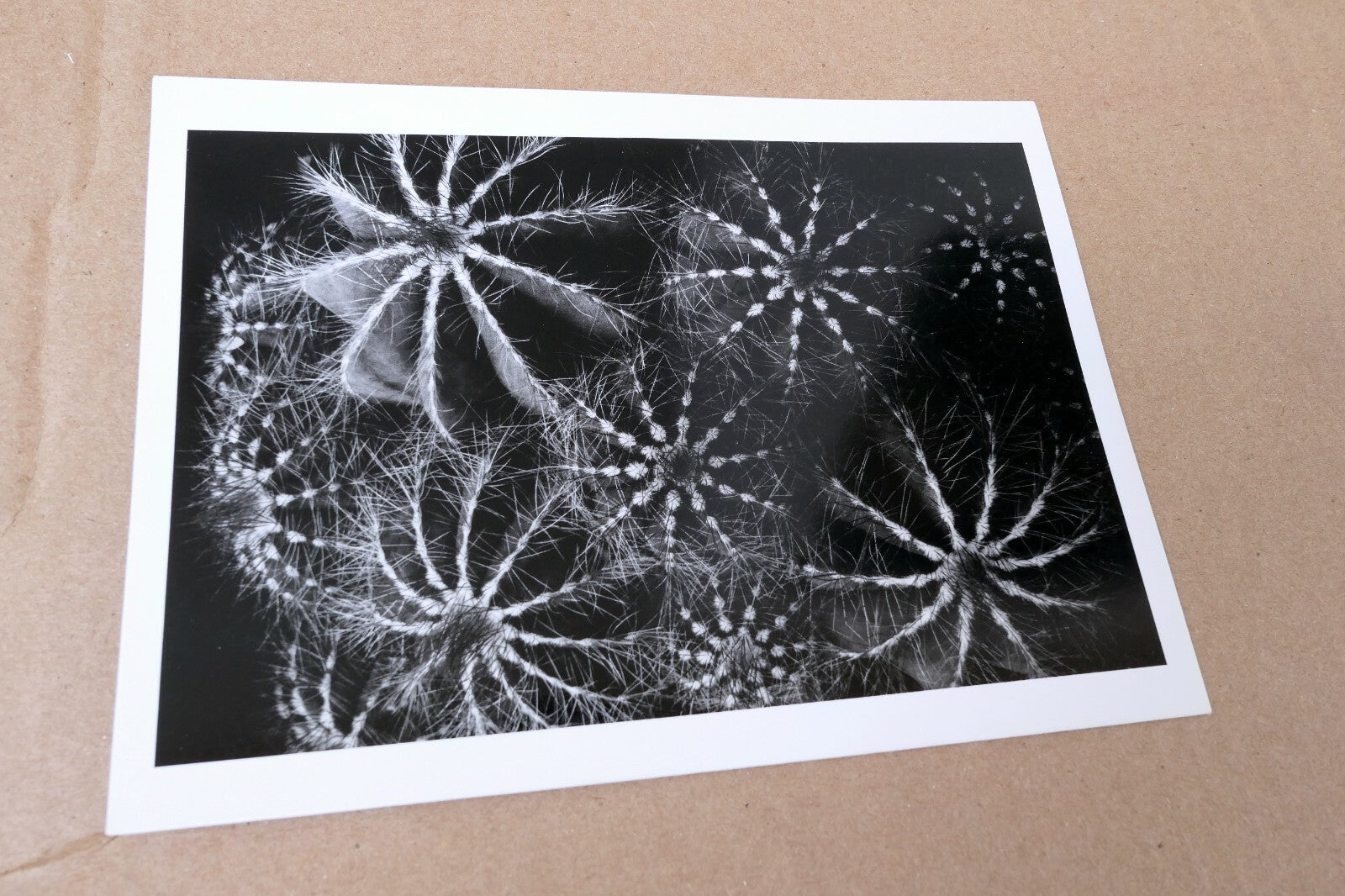 Cactus Notocactus Magnificus Photograph 1969 Don Worth Greeting Card D-002