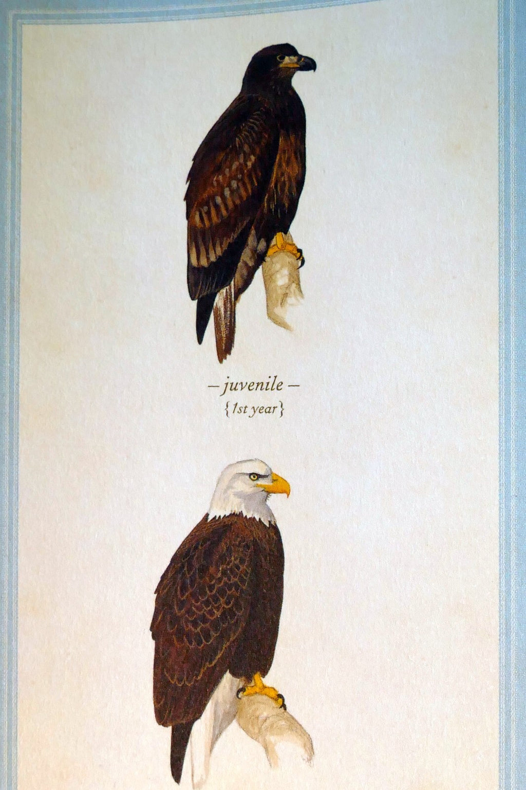 Bald eagle postcard bird by david sibley   unposted , new