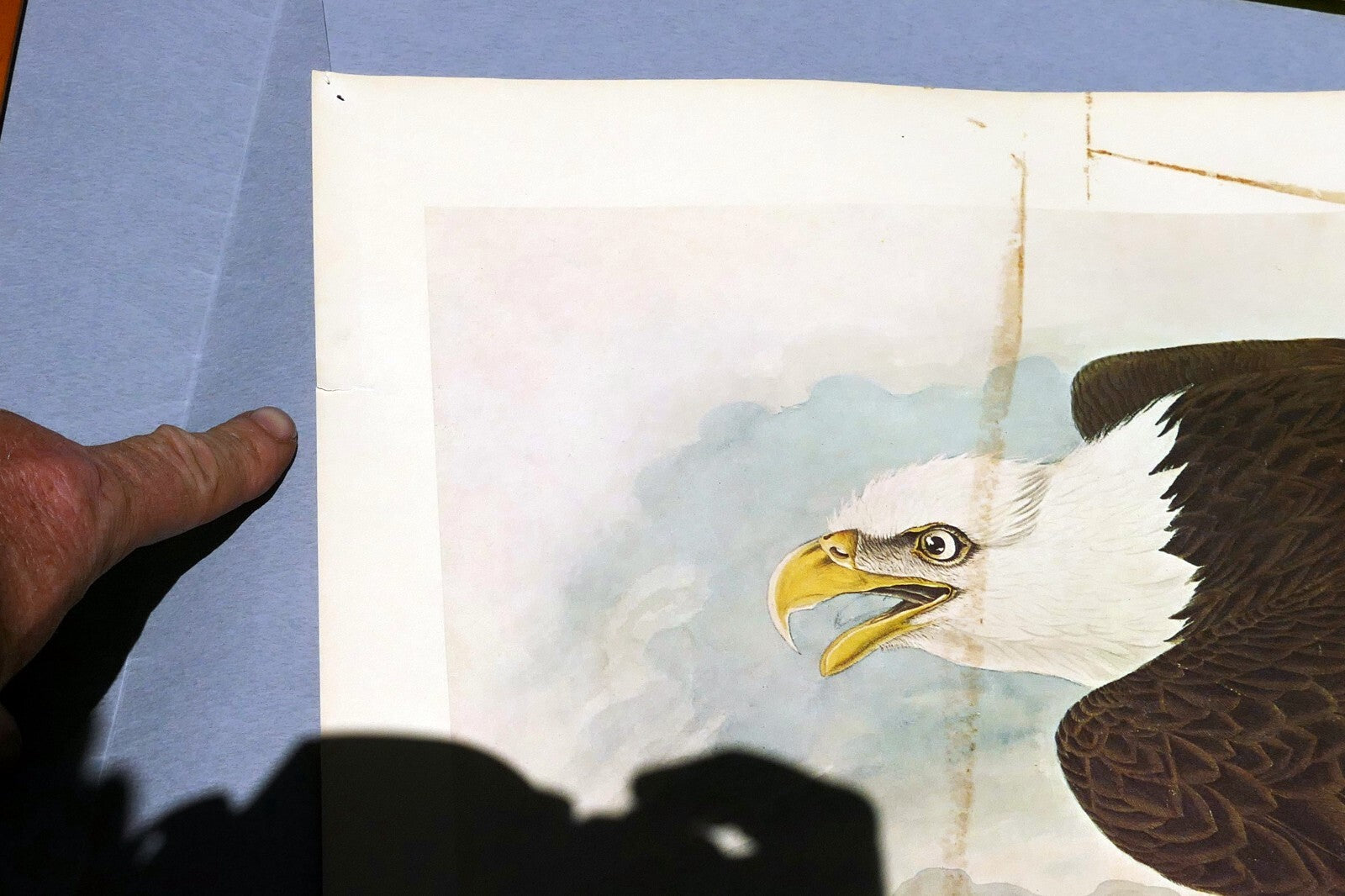 1966 Audubon Print  Bald Eagle plate 14, bird print poster 20X26"