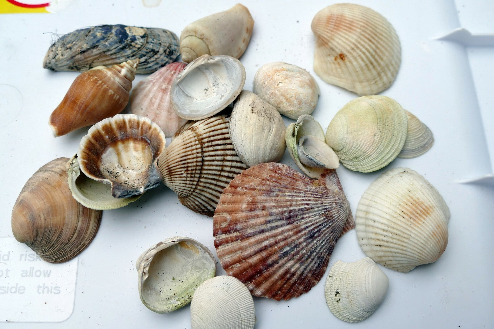 Mixed Bag Shells clam pacific Ocean 6.4oz bag for aquarium Venus clam spiral