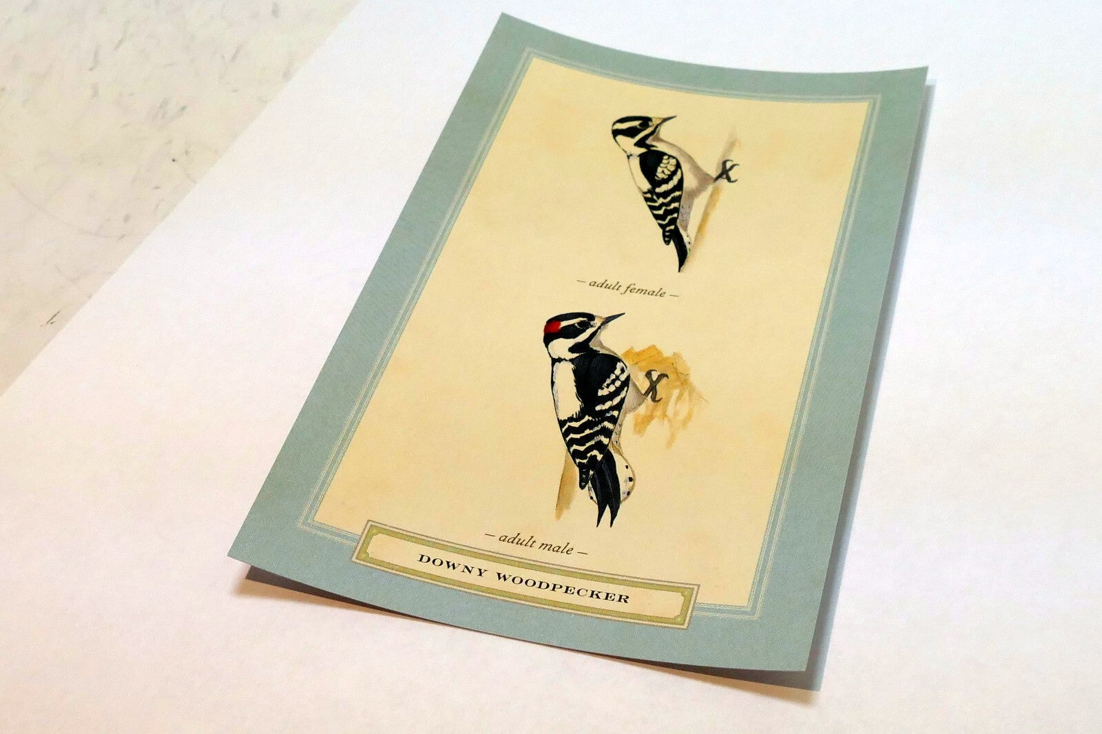 Downy Woodpecker  Postcard Bird by David Sibley - unposted , new