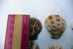 Clam Seashell Cockle Oyster Mussel SEA SHELL beach aquarium decor 1.5X1.2" small