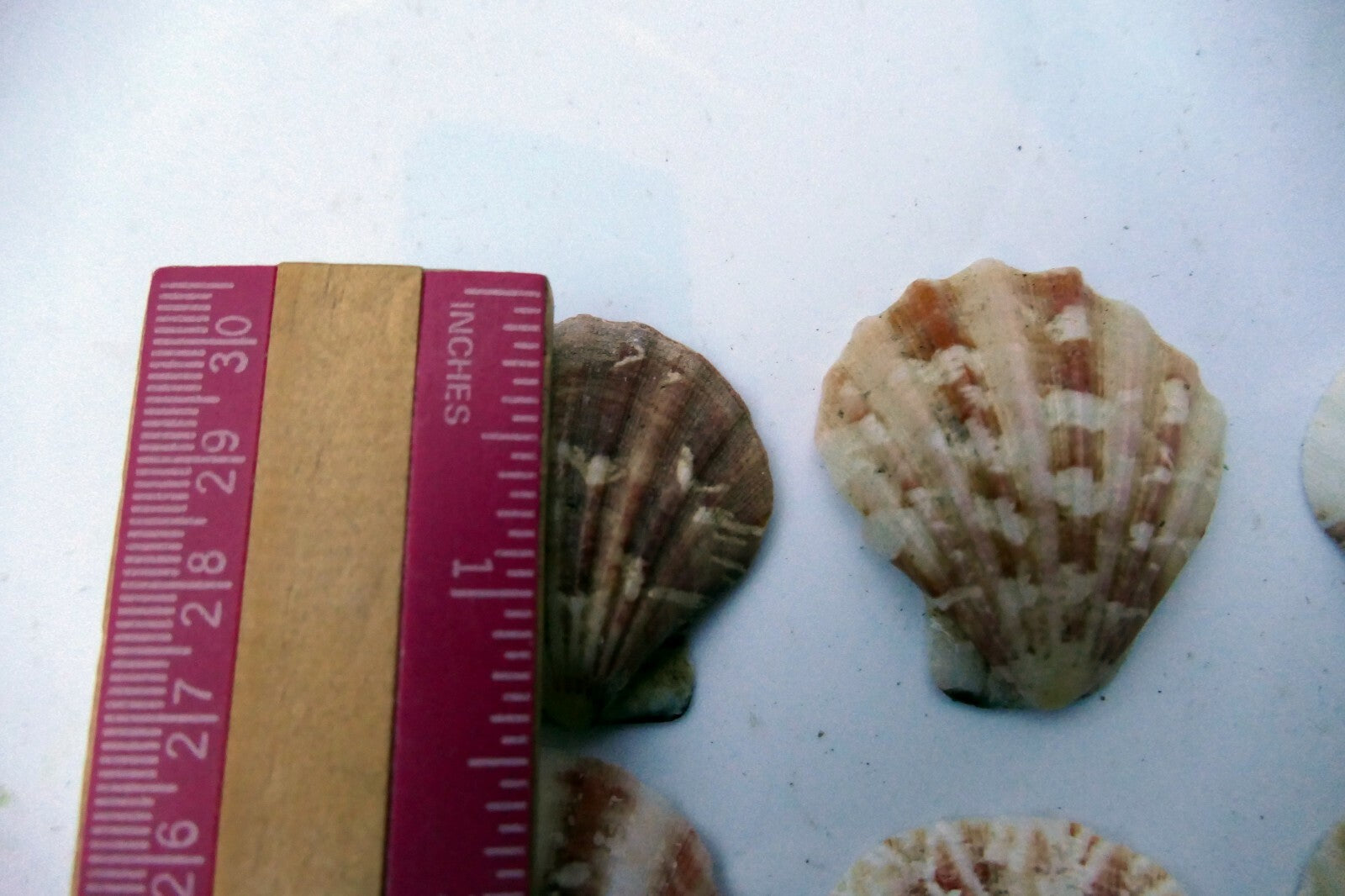 Clam Seashell Cockle Oyster Mussel SEA SHELL beach aquarium decor 1.5X1.2" small